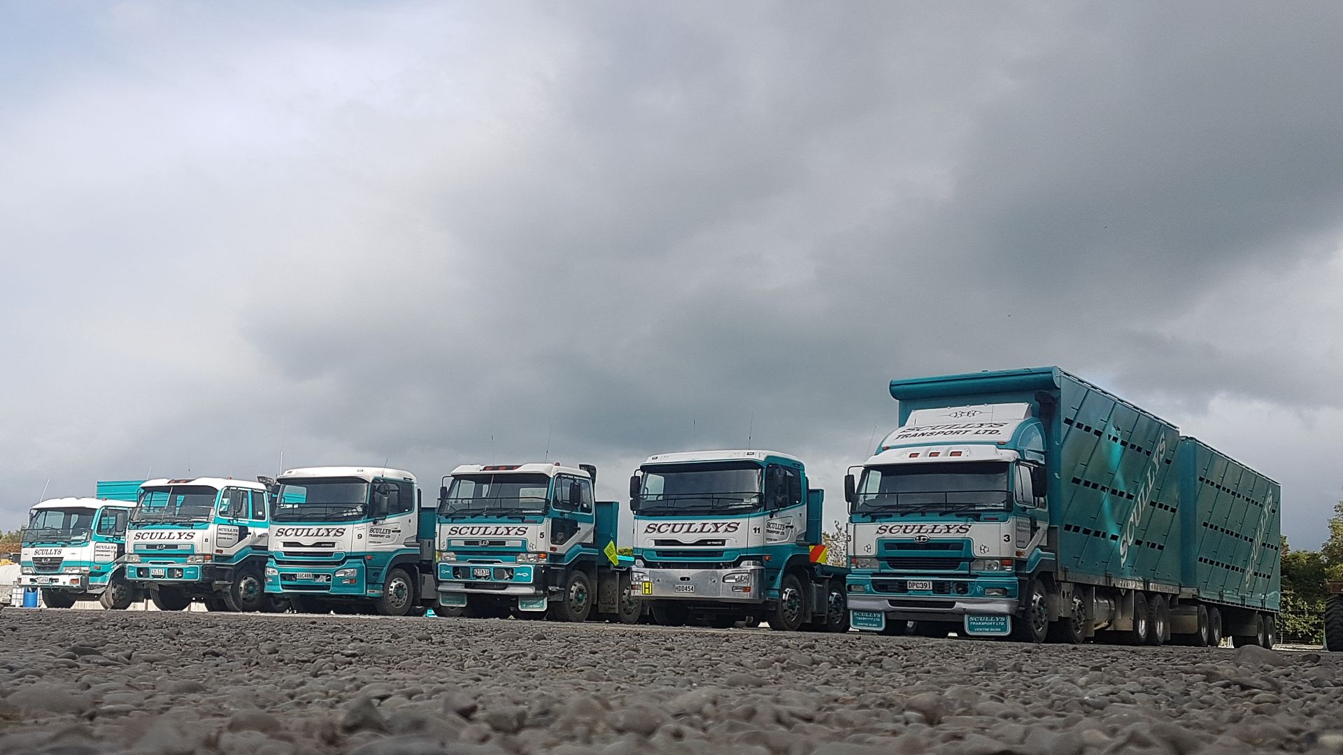 Scullys Transport truck line up.